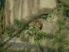 2011040701542006_k-Zoo & Jana 018.jpg